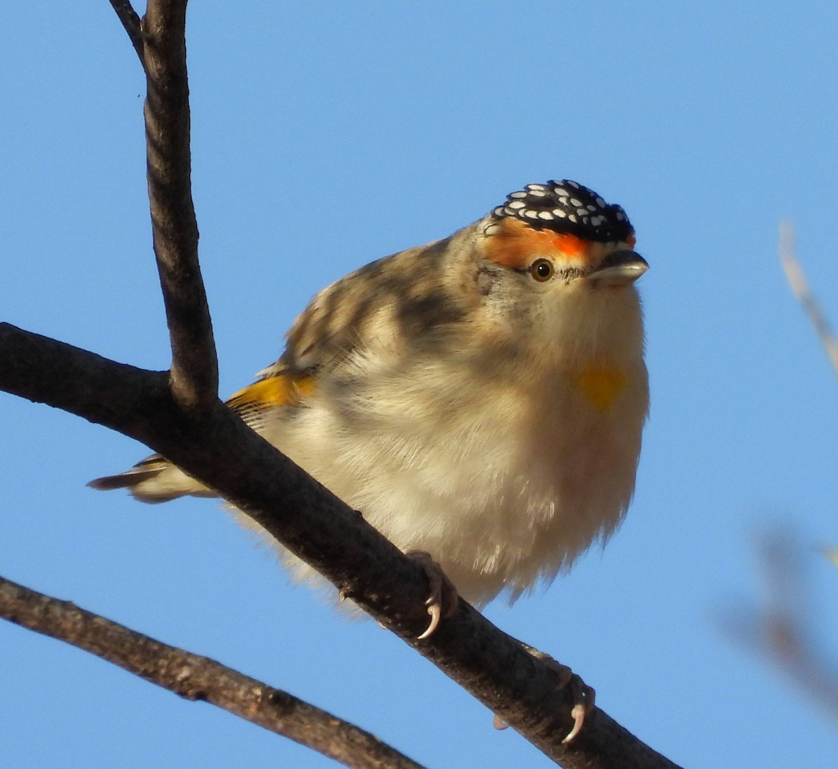 Red-browed Pardalote - Rodney van den Brink