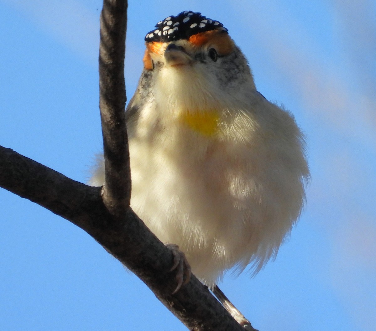 Red-browed Pardalote - ML621464637