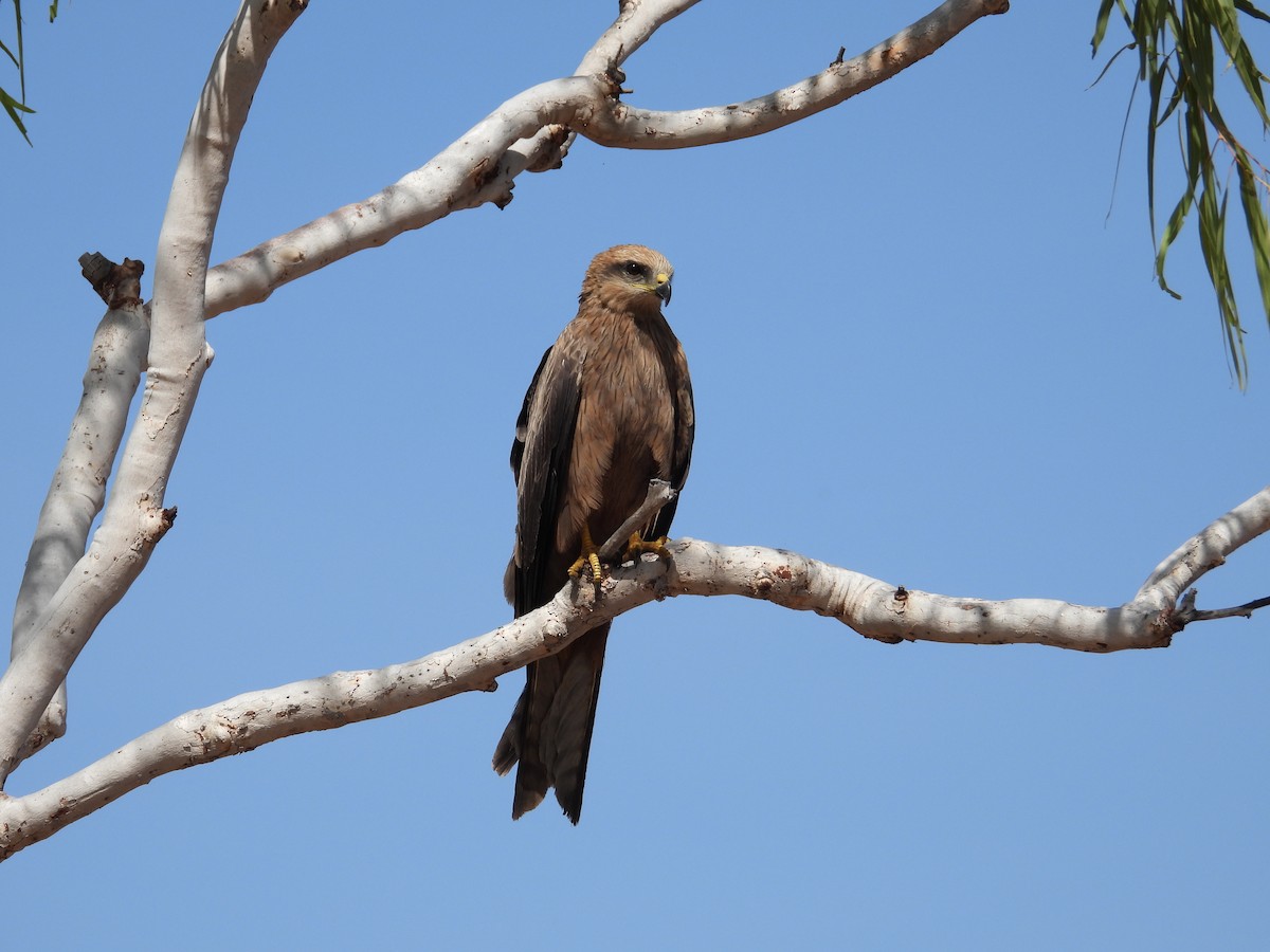 Black Kite - ML621464654