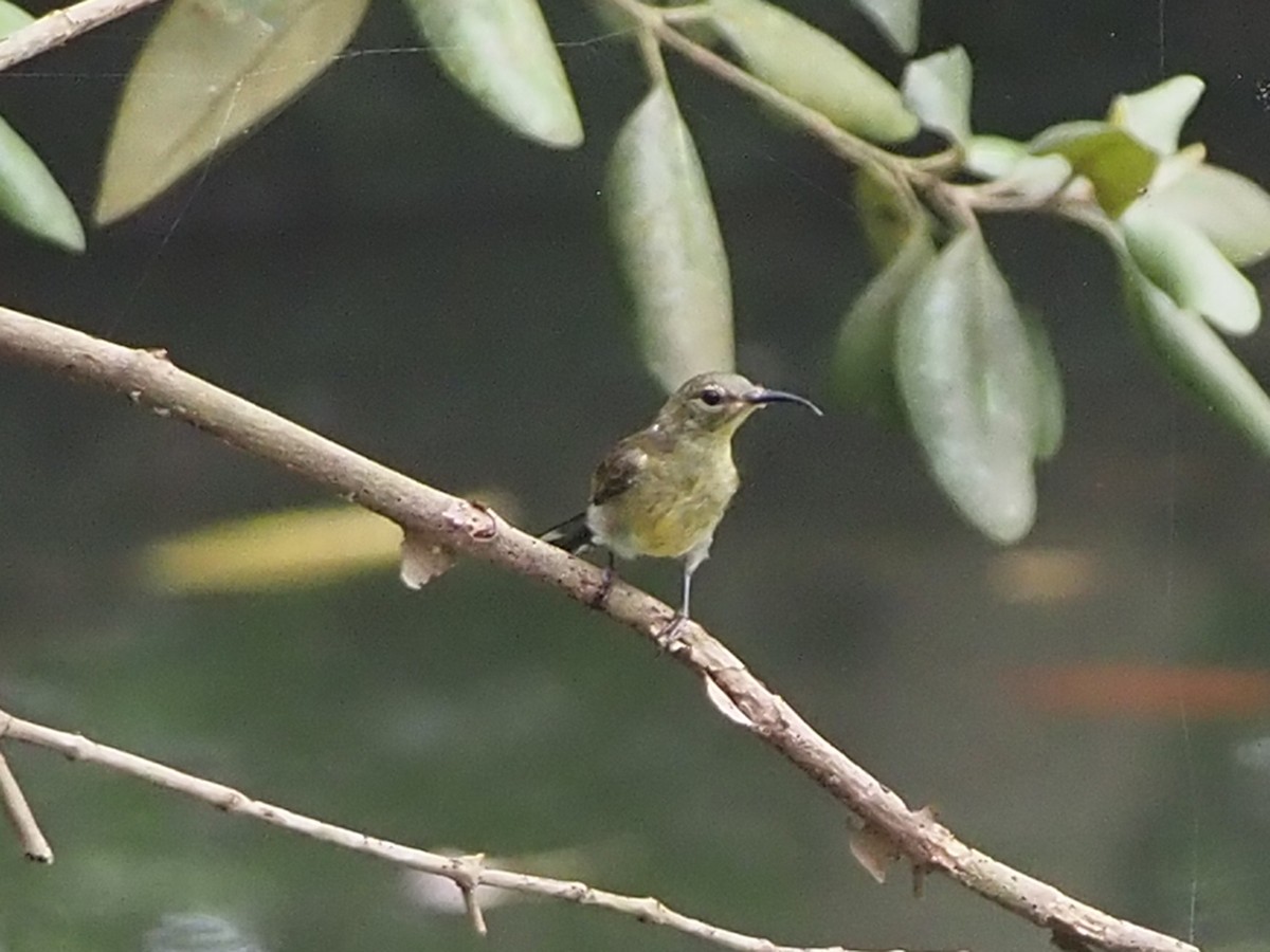 Copper-throated Sunbird - ML621464699