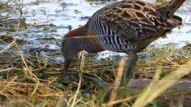 Buff-banded Rail - ML621464706