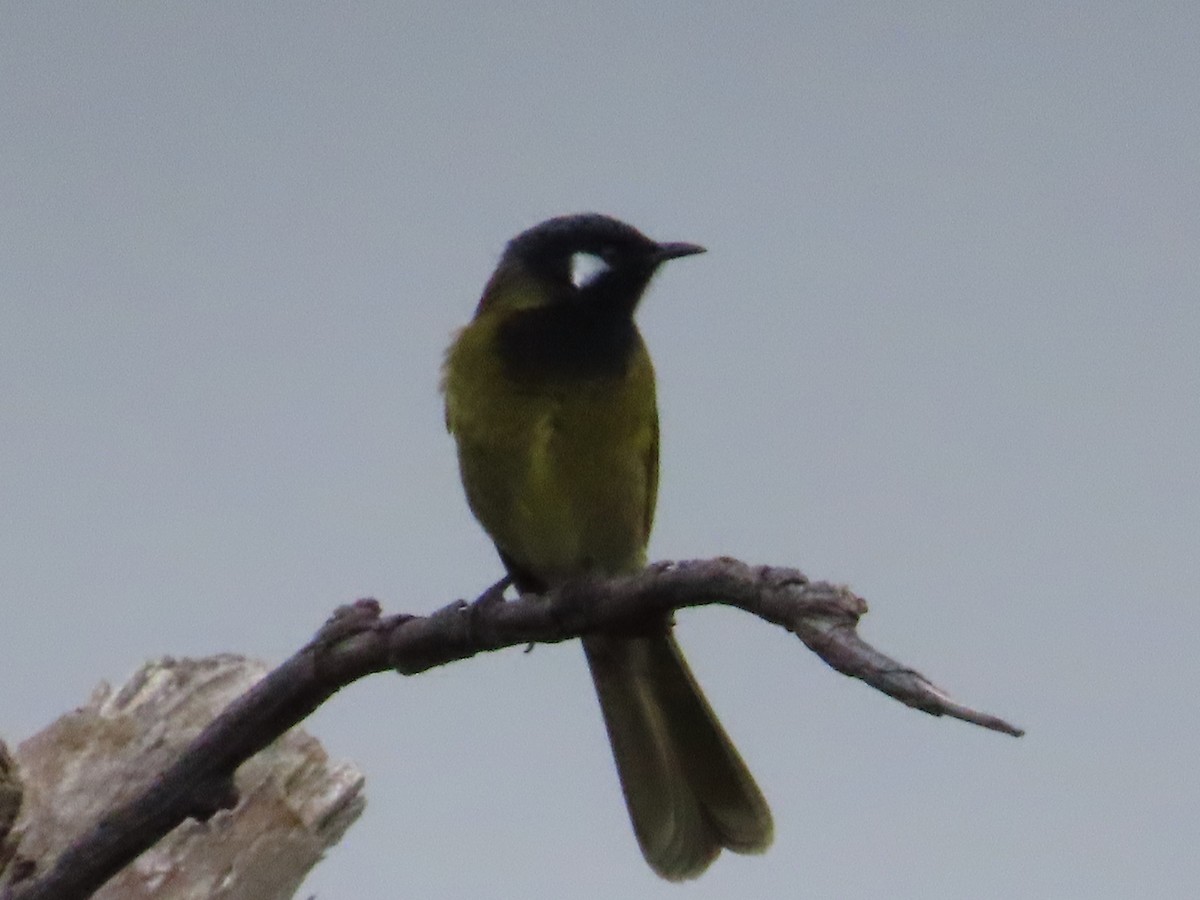 White-eared Honeyeater - ML621464713