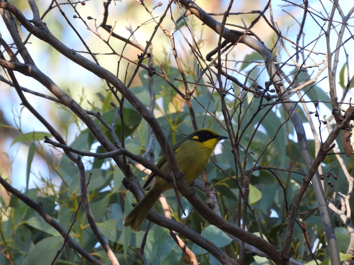 Yellow-tufted Honeyeater - ML621464729