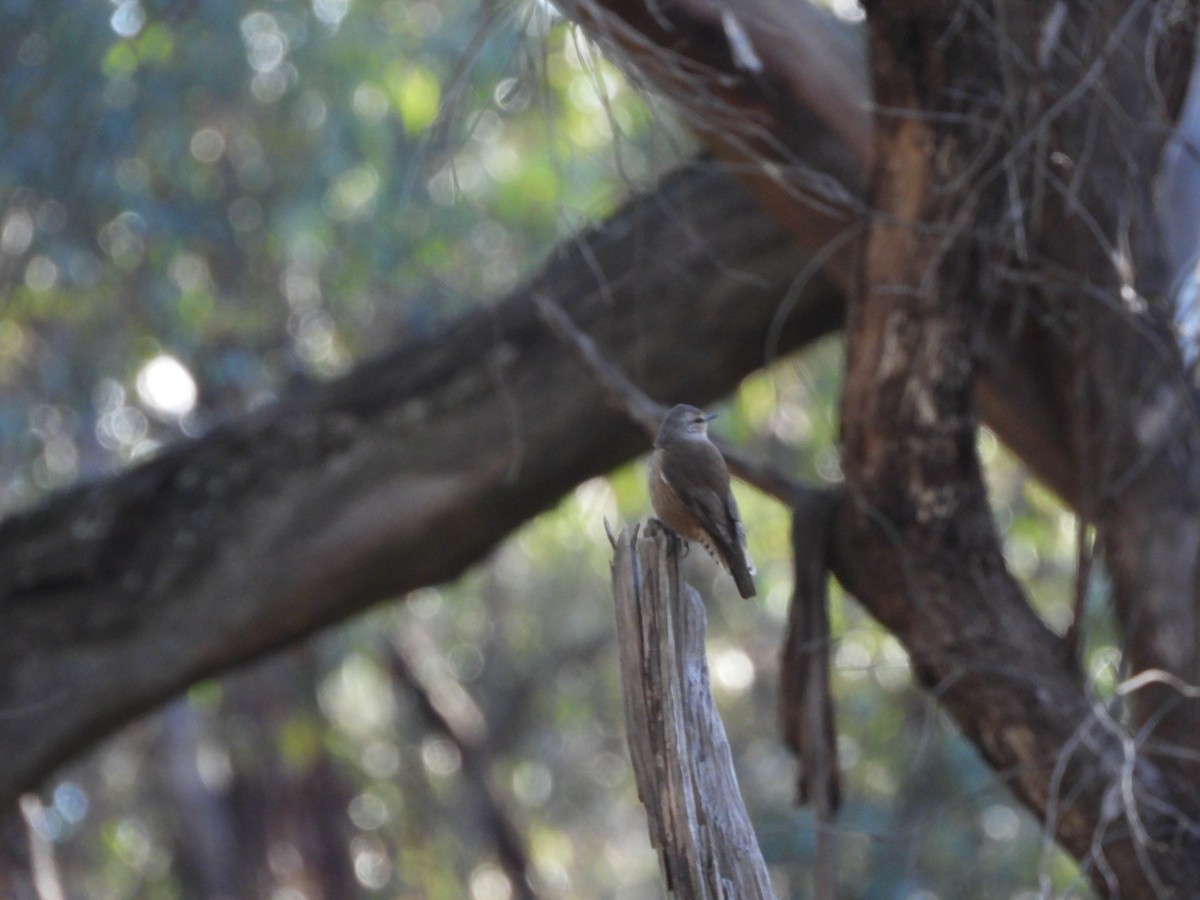 Brown Treecreeper - David Dedenczuk