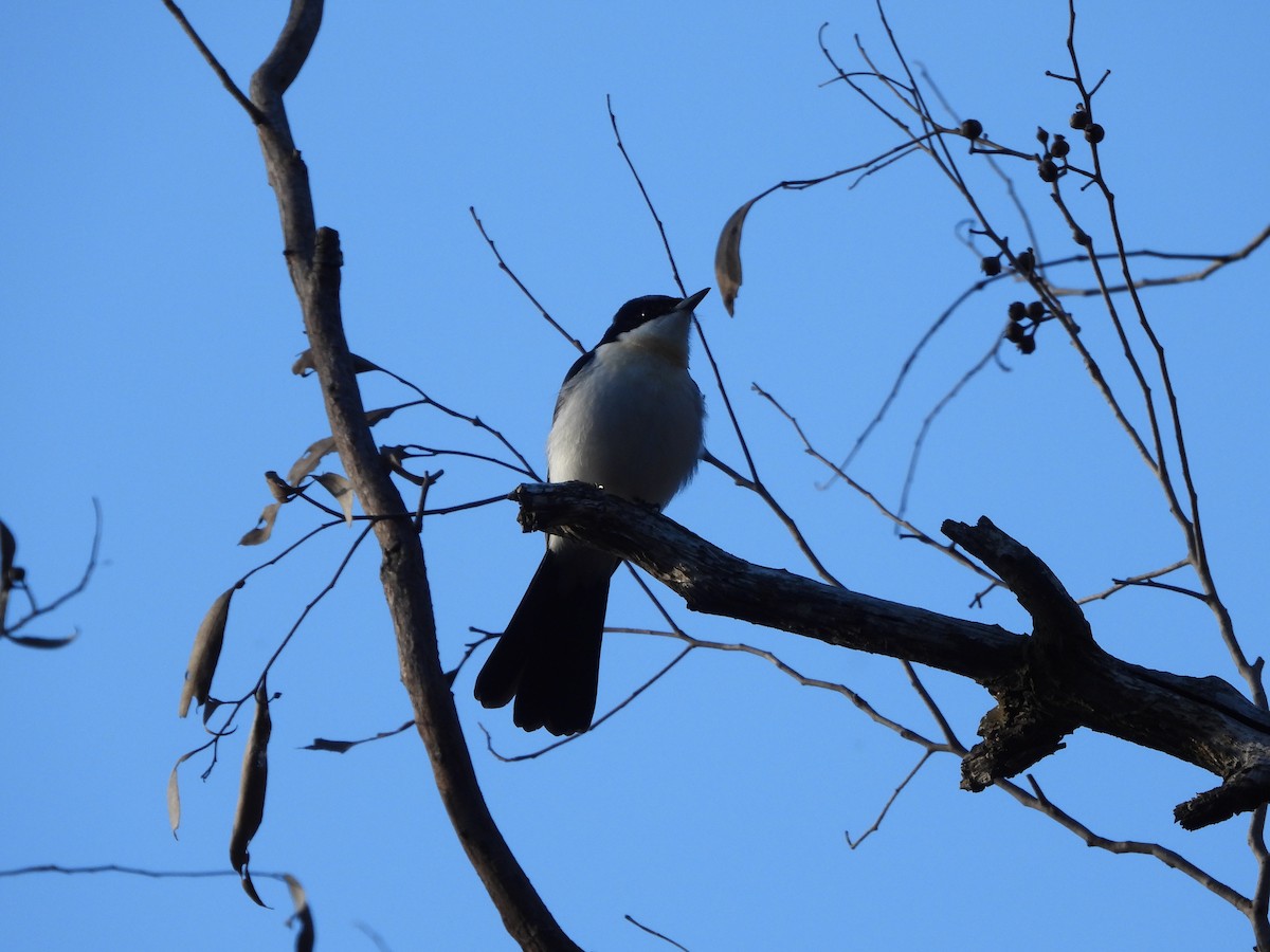 Restless Flycatcher - ML621464757