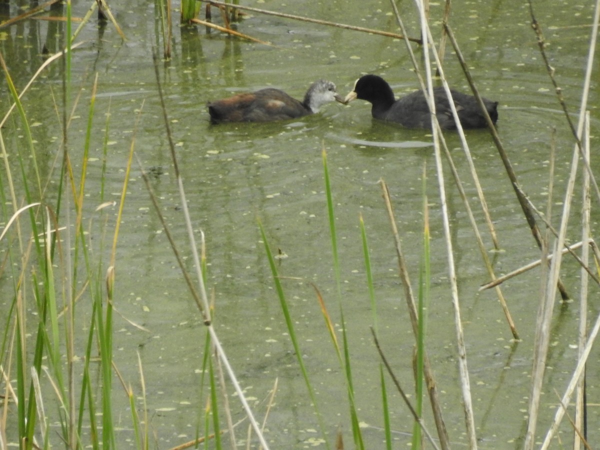 Eurasian Coot - ML621464765