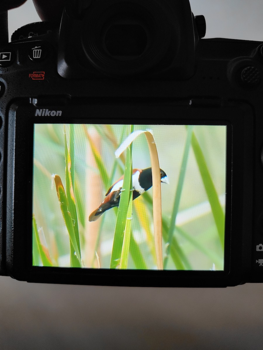 Tricolored Munia - ML621464874