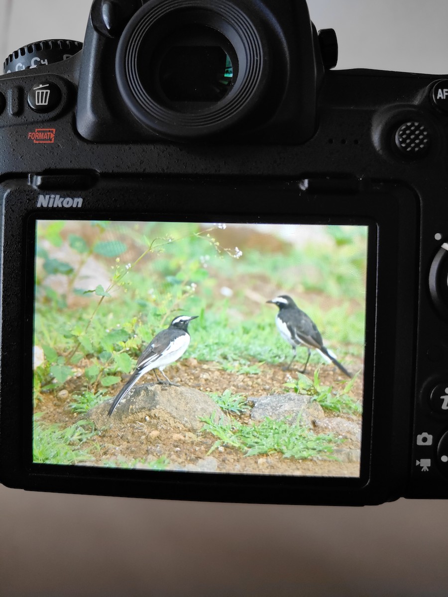 White-browed Wagtail - ML621464924