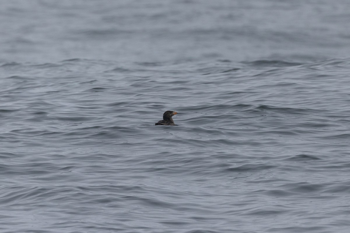 eBird Checklist - 22 Jun 2024 - Southeast Farallon Island (Farallon ...