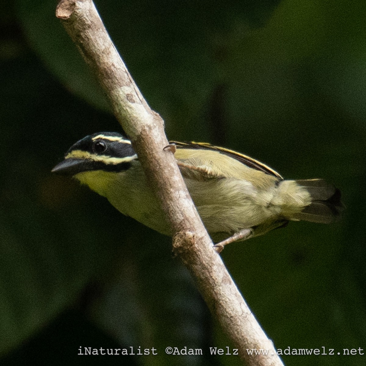 Yellow-throated Tinkerbird - Adam Welz