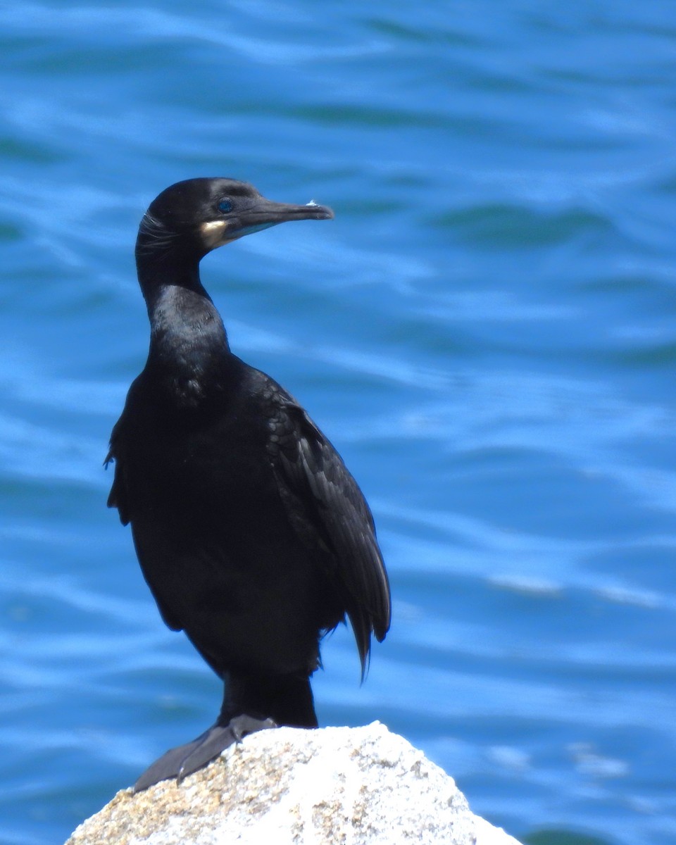 Brandt's Cormorant - ML621465055