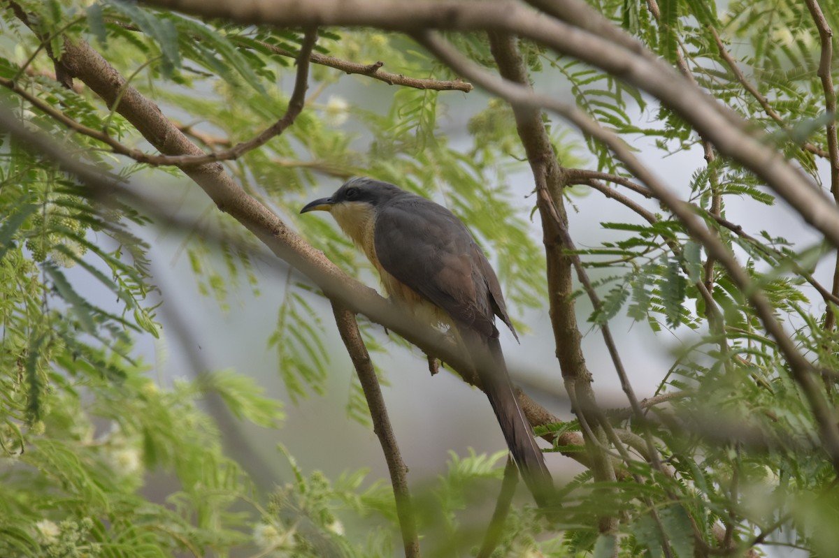 Mangrove Cuckoo - ML621465061