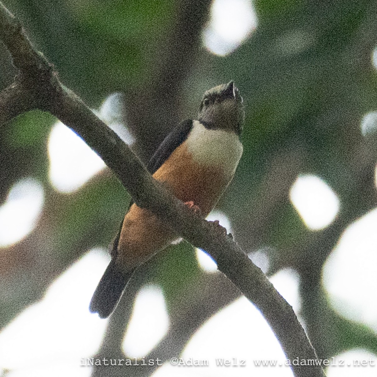 Rufous-bellied Helmetshrike - ML621465062