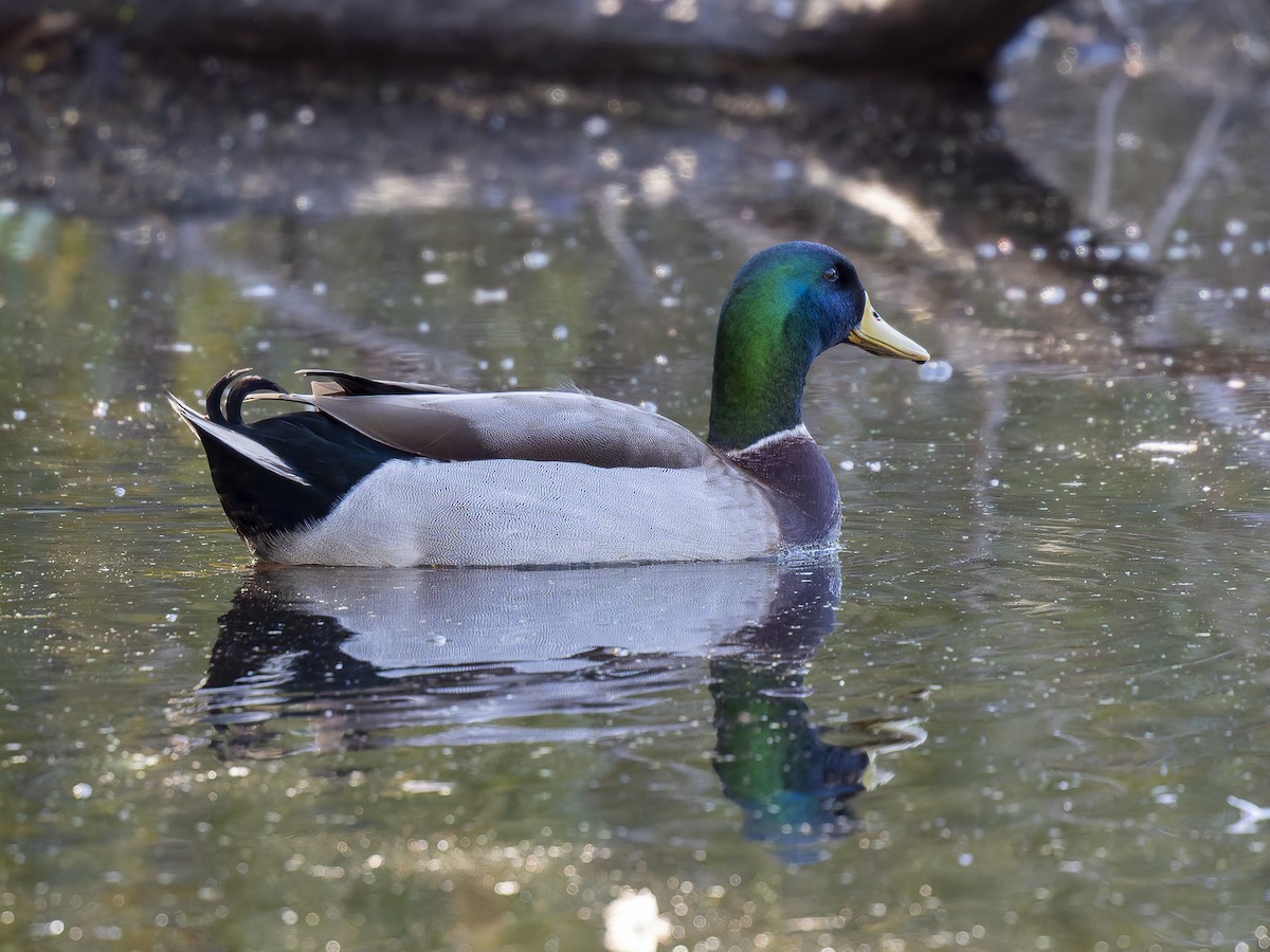 Mallard (Domestic type) - Ed Rice