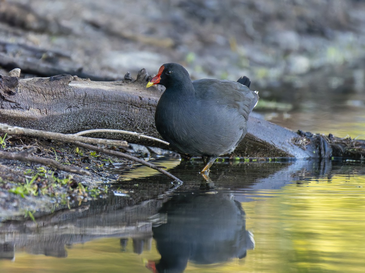 Dusky Moorhen - ML621465086