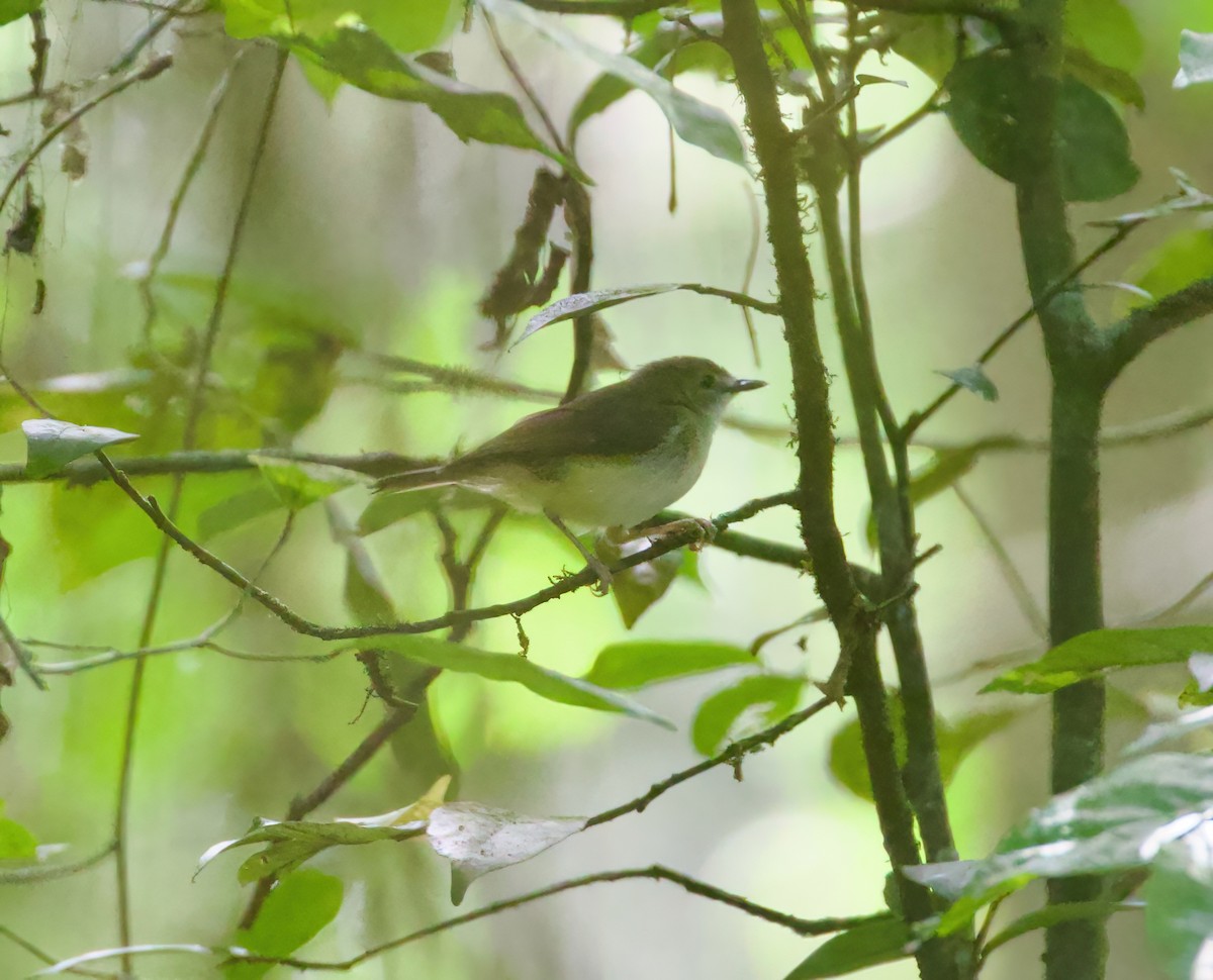 Yellow-bellied Gerygone - ML621465116