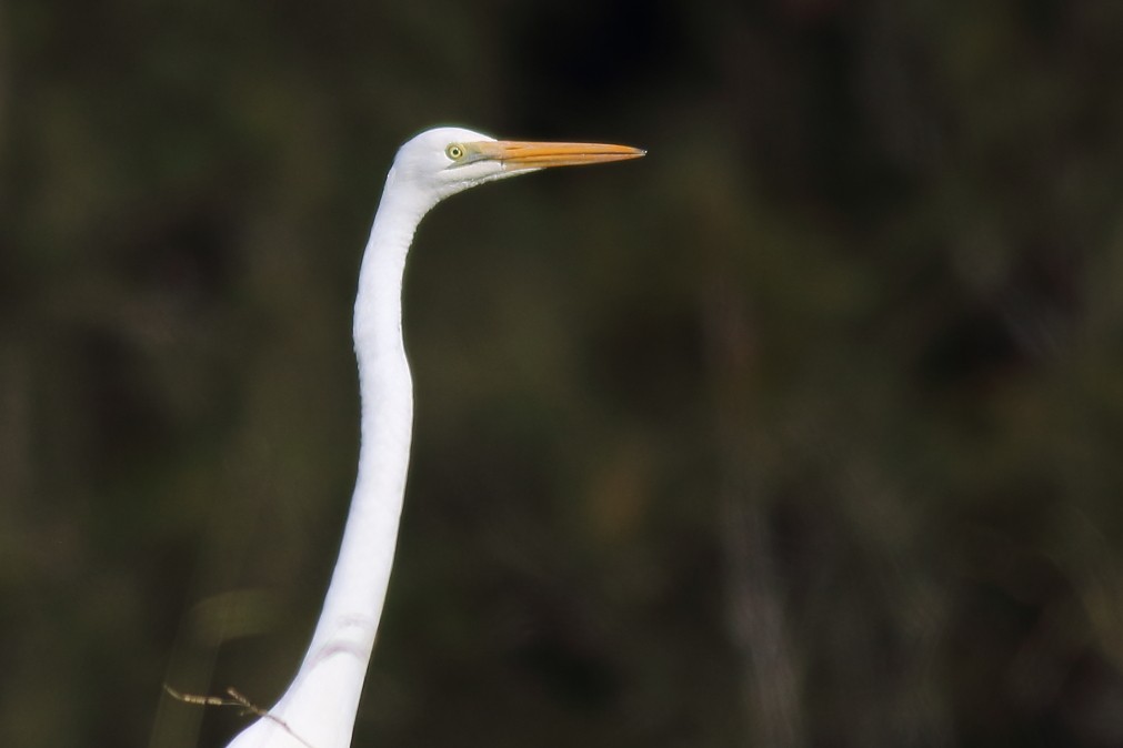 Great Egret (modesta) - Paul Lynch