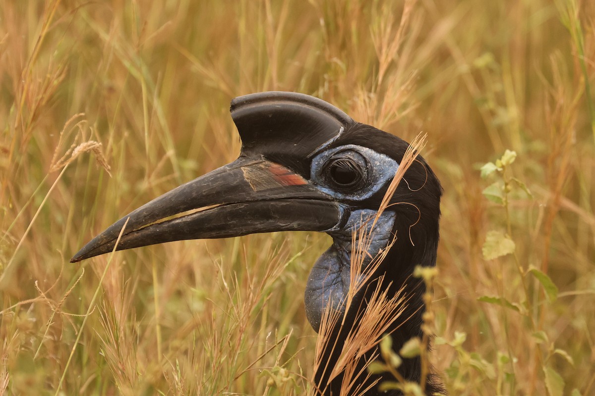 Abyssinian Ground-Hornbill - ML621465167