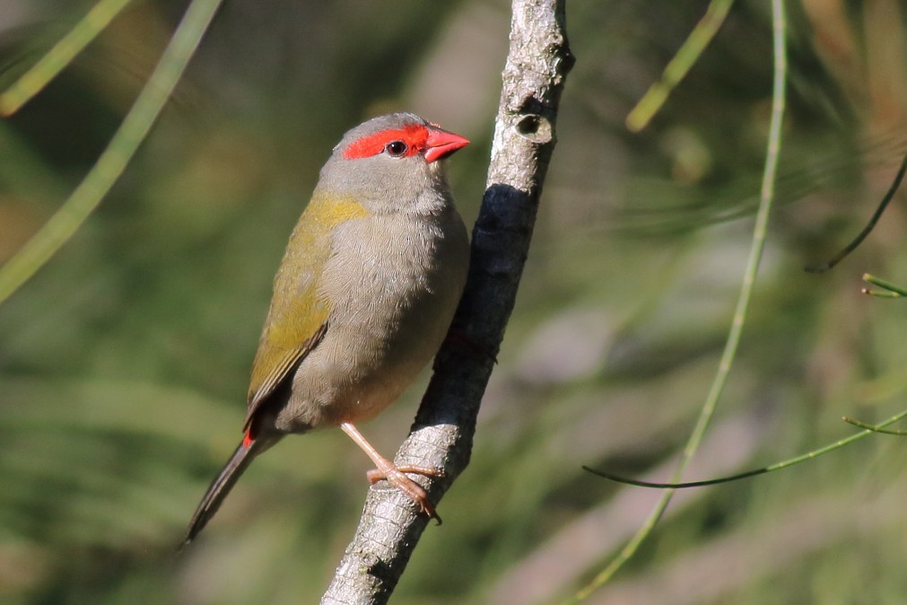 Red-browed Firetail - Paul Lynch