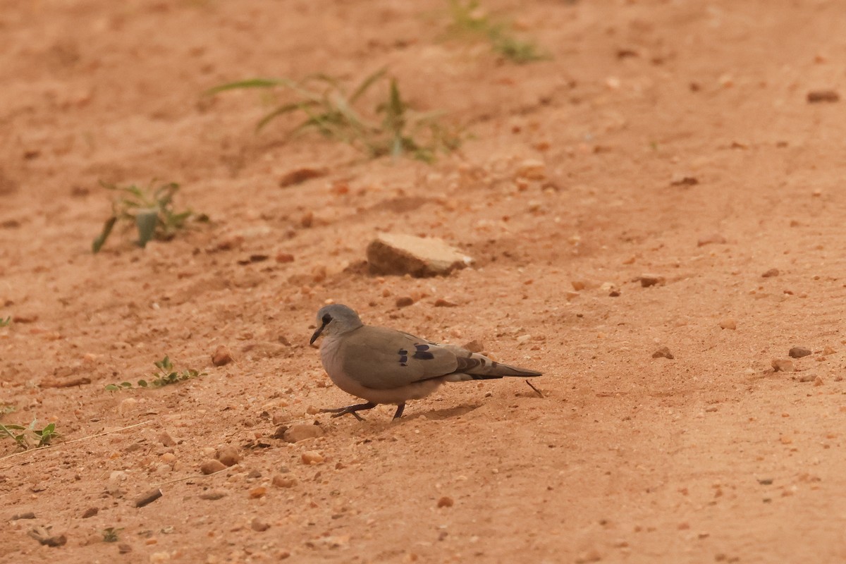 Black-billed Wood-Dove - ML621465186