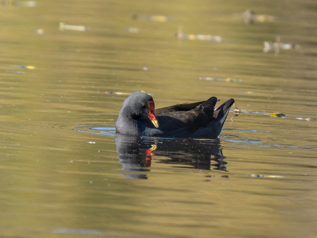 Dusky Moorhen - ML621465189