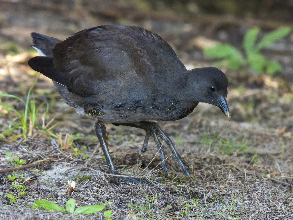 Dusky Moorhen - ML621465190