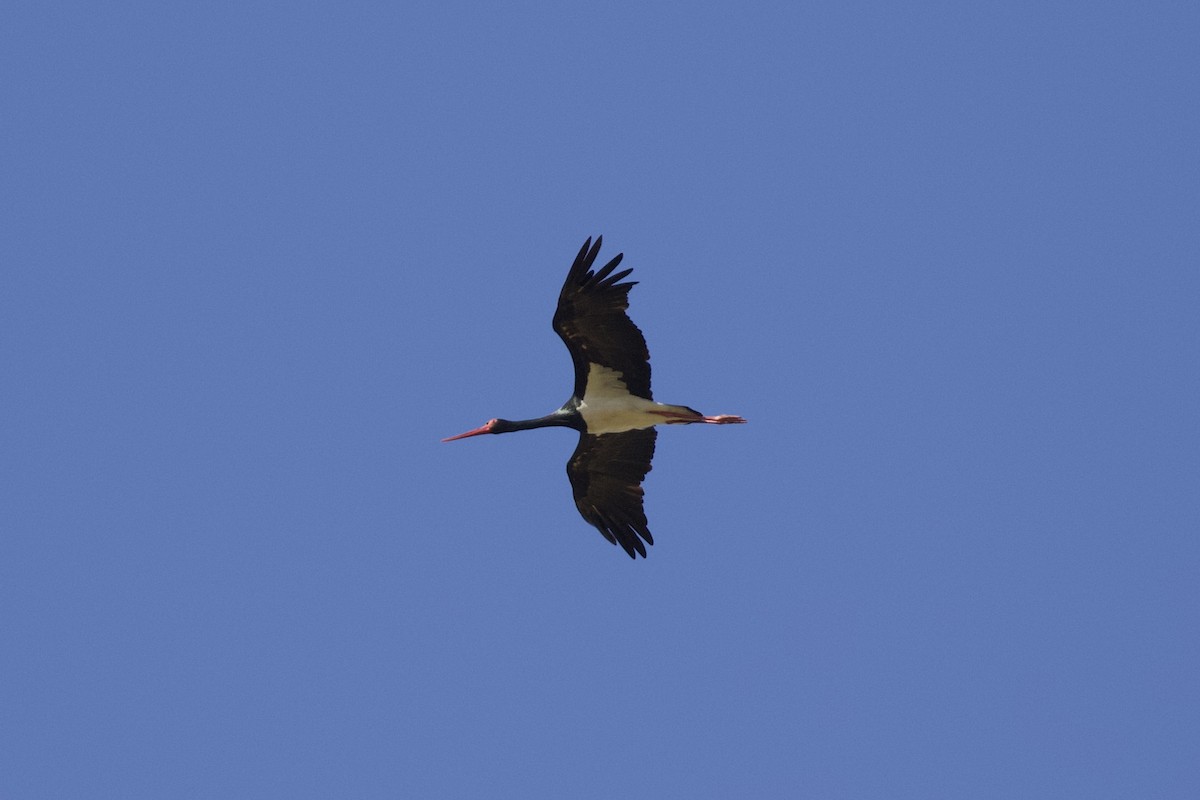 Black Stork - Thomas Doebel