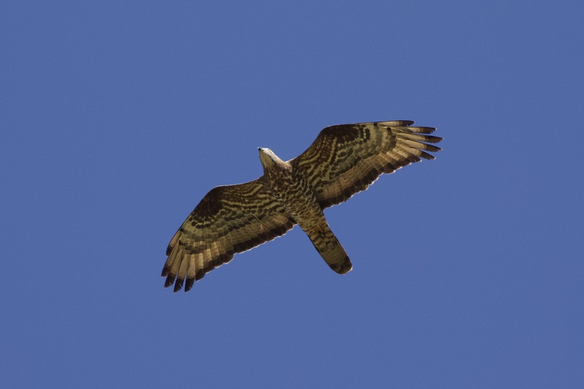 European Honey-buzzard - ML621465410