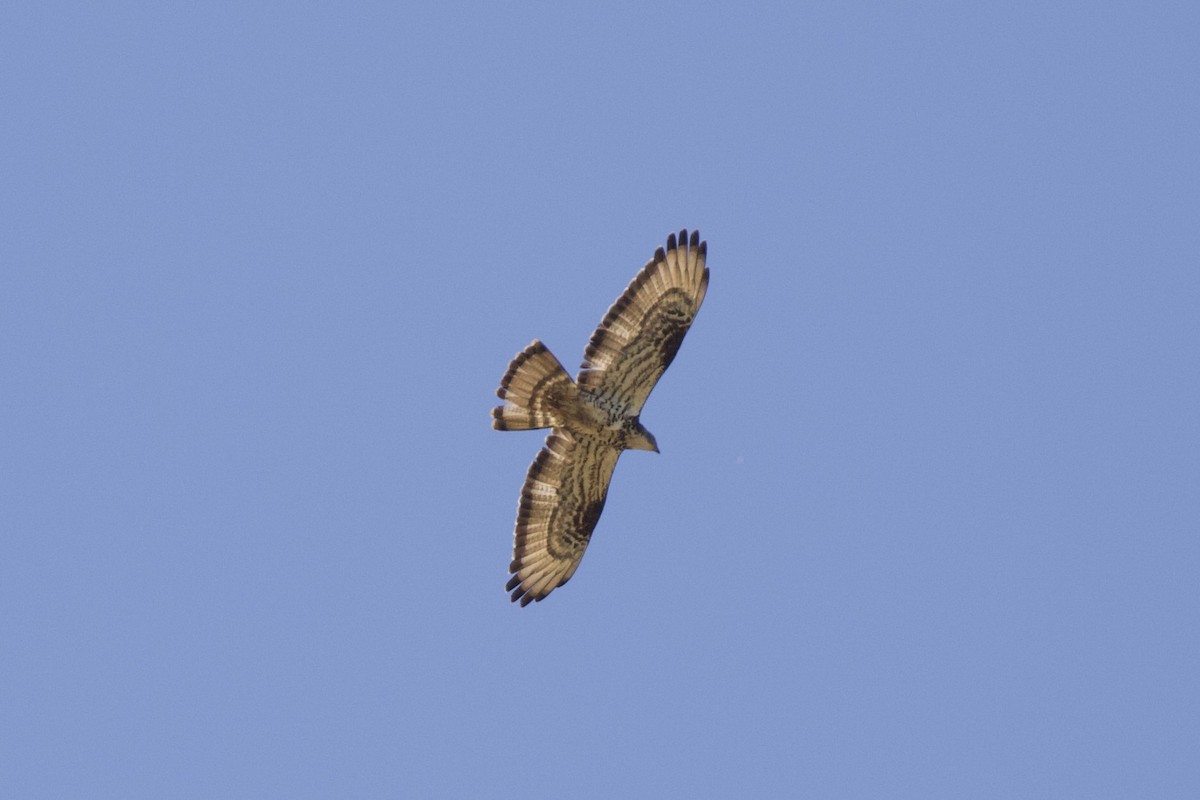 European Honey-buzzard - ML621465411