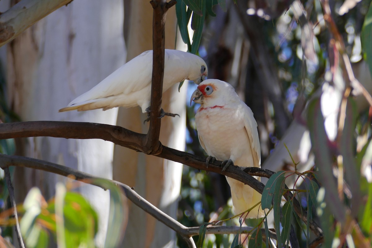 Cacatúa Picofina - ML621465445