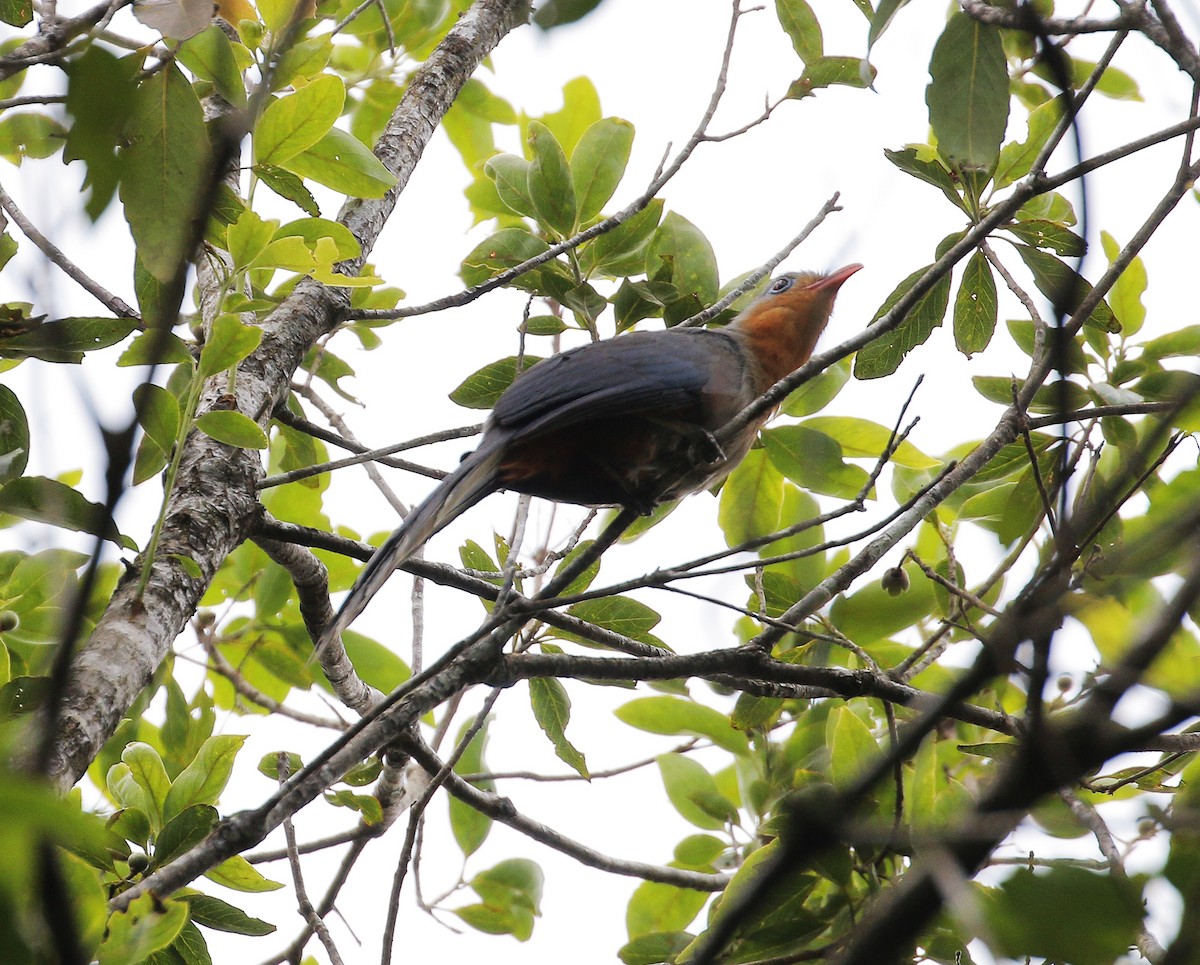 Red-billed Malkoha - ML621465449