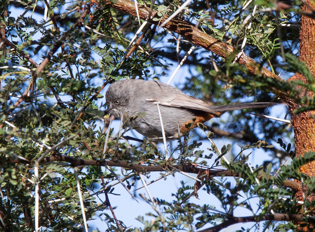 Chestnut-vented Warbler - ML621465485