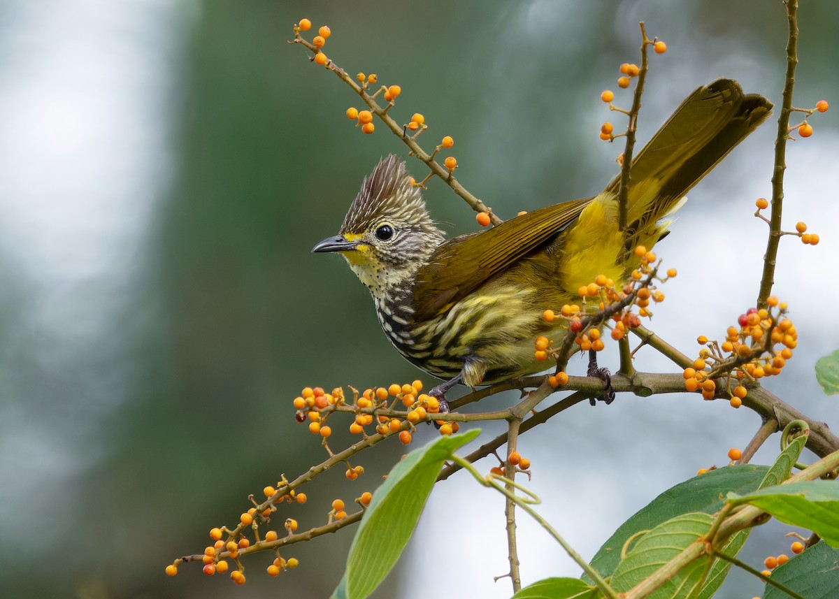 Striated Bulbul - ML621465606