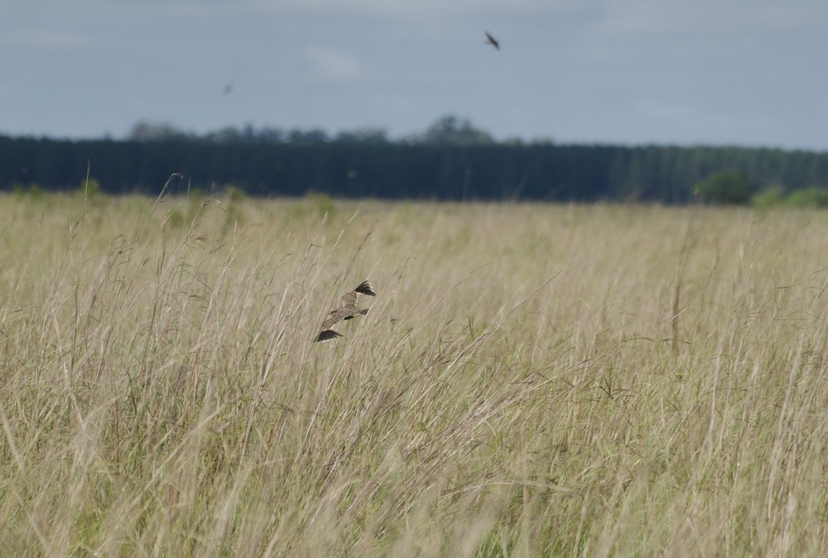 Sickle-winged Nightjar - Milosz Cousens