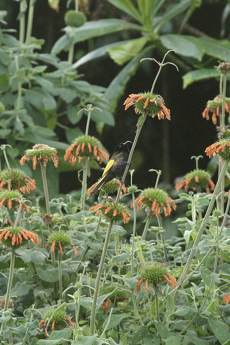 Golden-winged Sunbird - ML621465668