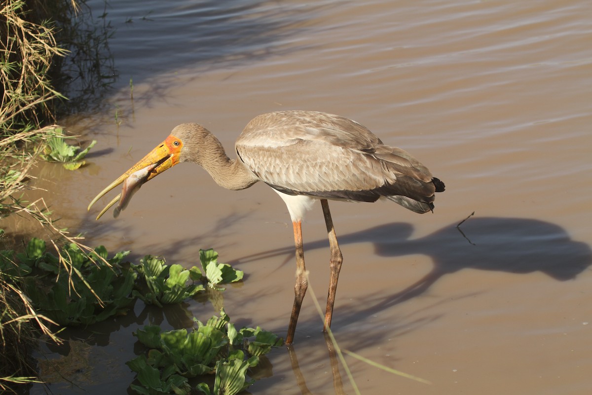 Yellow-billed Stork - ML621465816