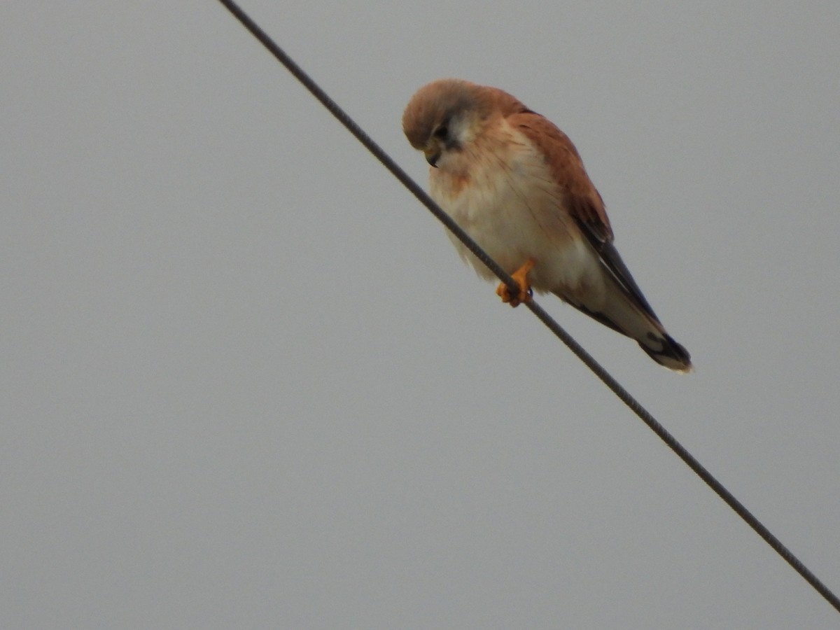 Nankeen Kestrel - ML621465843