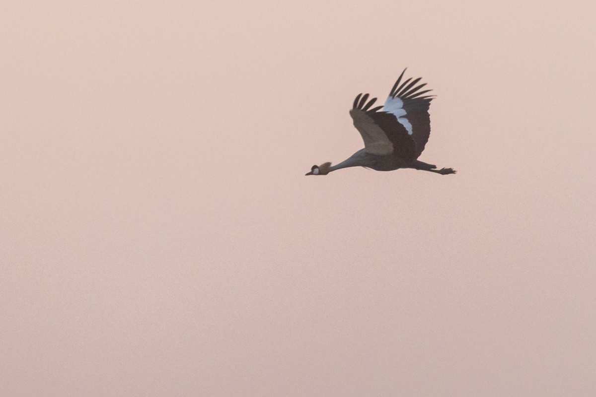 Gray Crowned-Crane - ML621465850