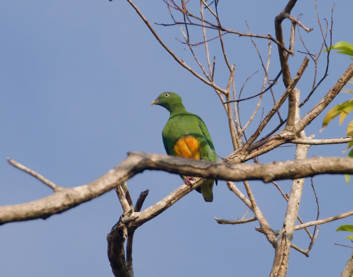 Orange-bellied Fruit-Dove - ML621465873