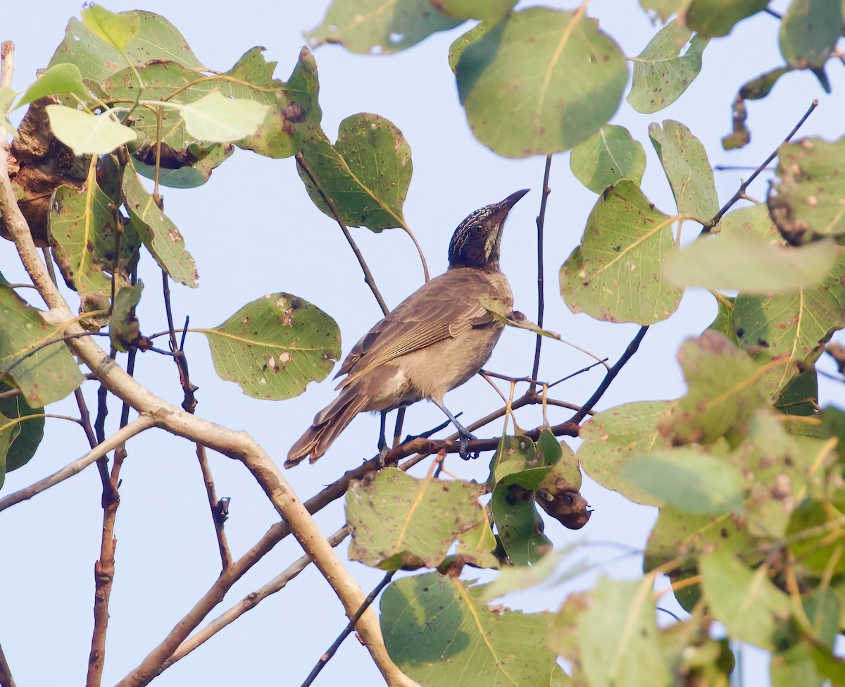 Streak-headed Honeyeater - ML621465875
