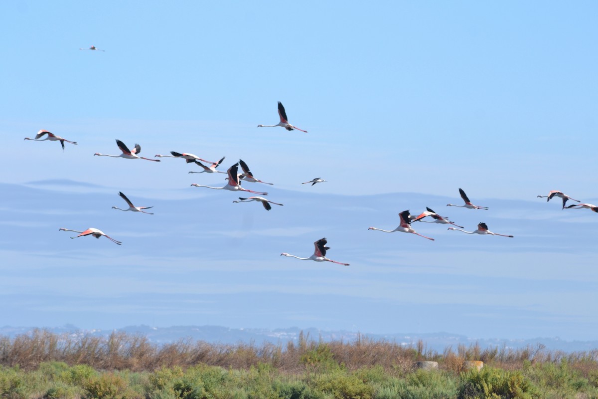 Greater Flamingo - ML621465951