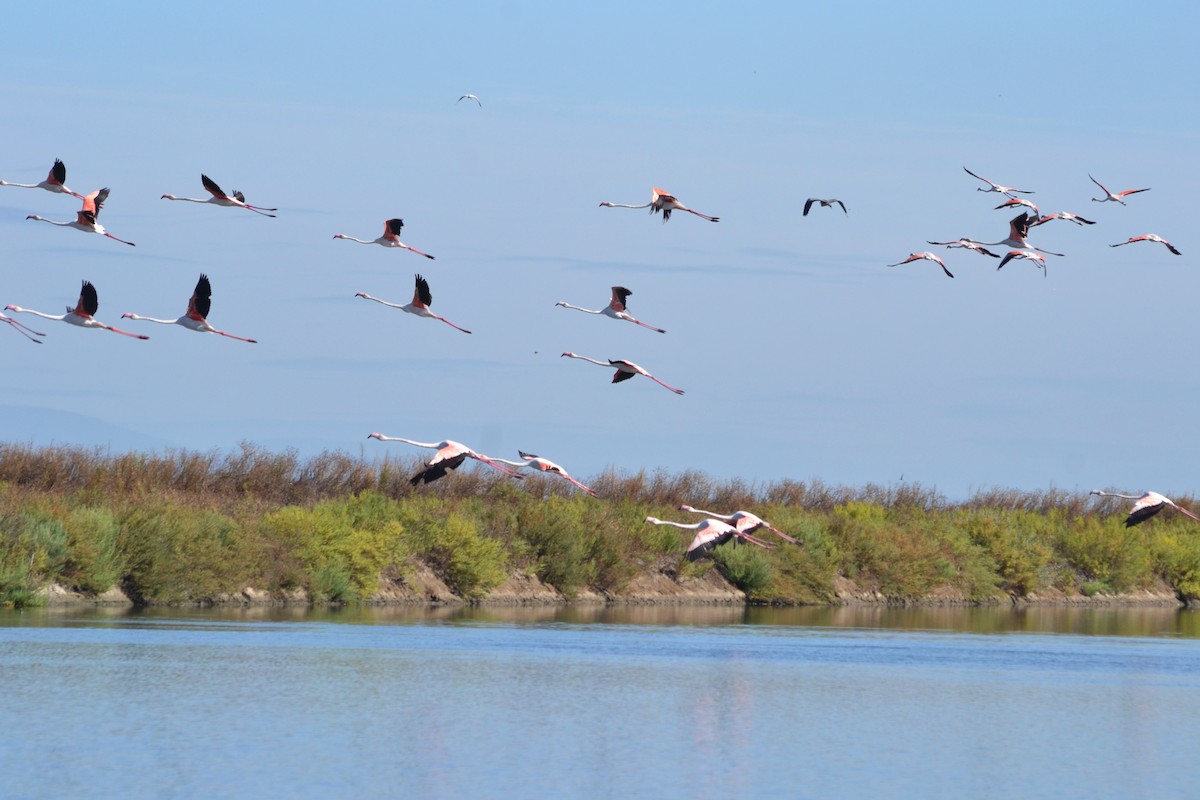 Greater Flamingo - ML621465955