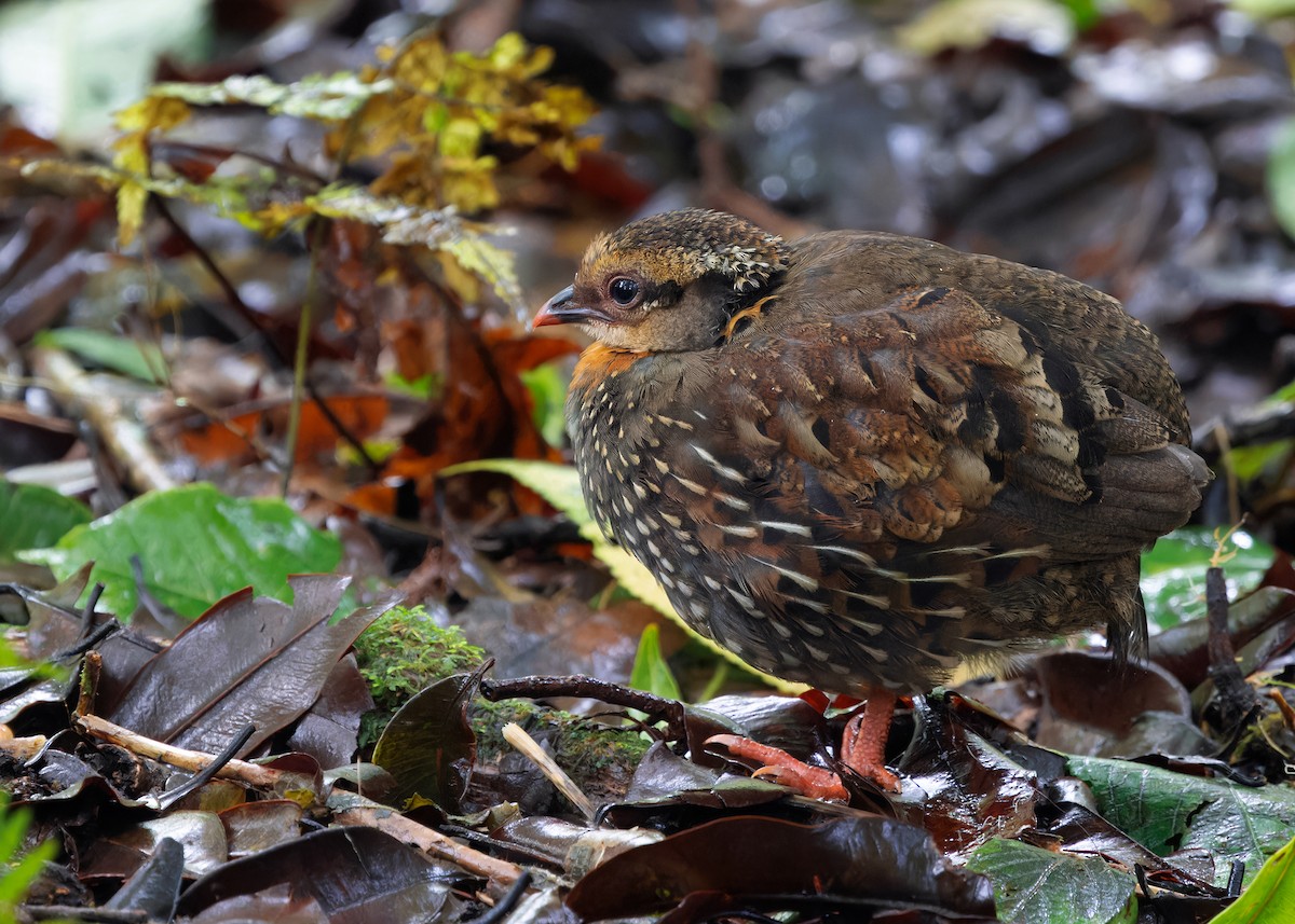 Rufous-throated Partridge - Ayuwat Jearwattanakanok