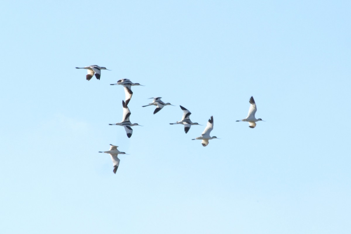 Avoceta Común - ML621465978