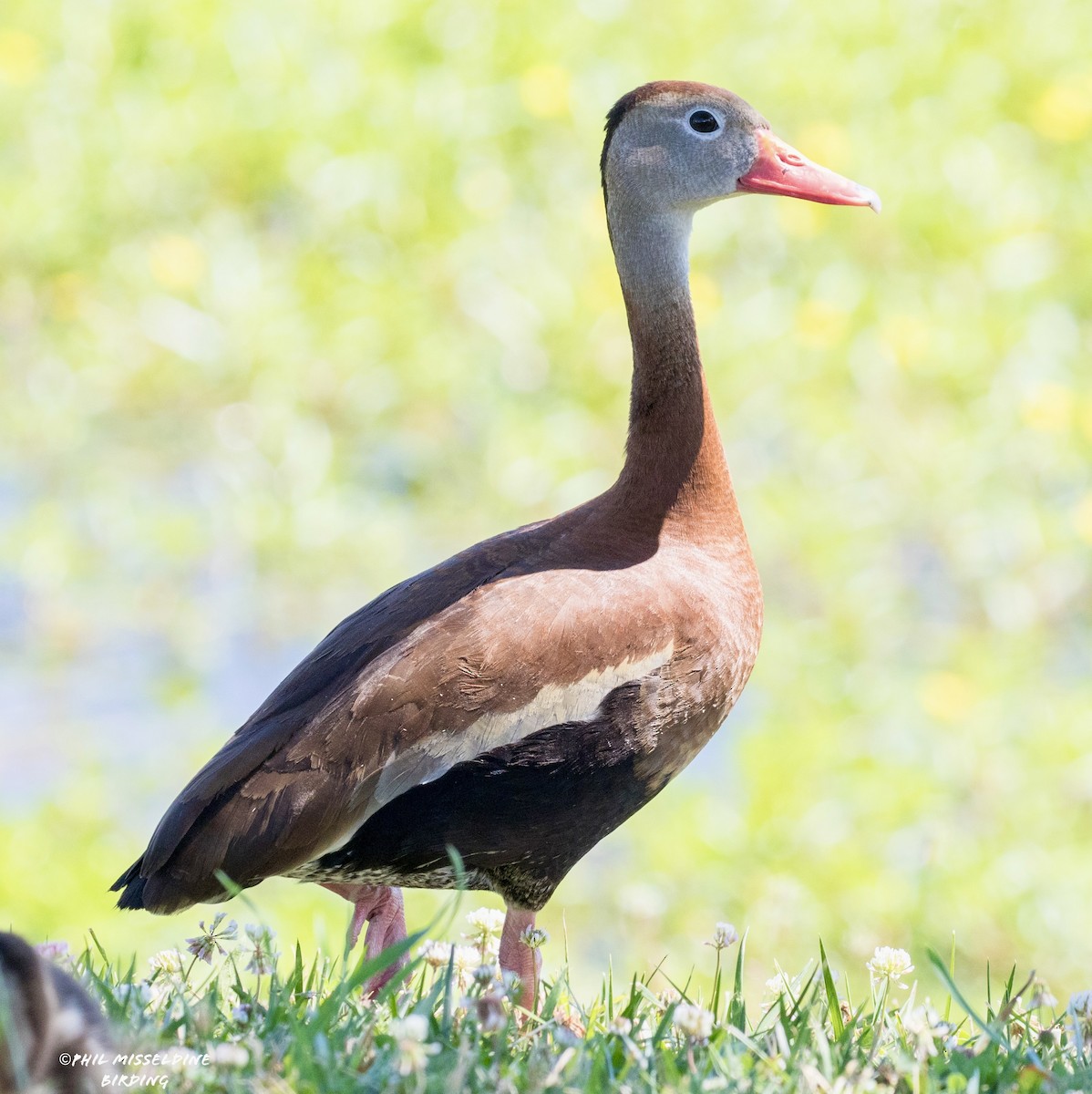 Black-bellied Whistling-Duck - ML621465996