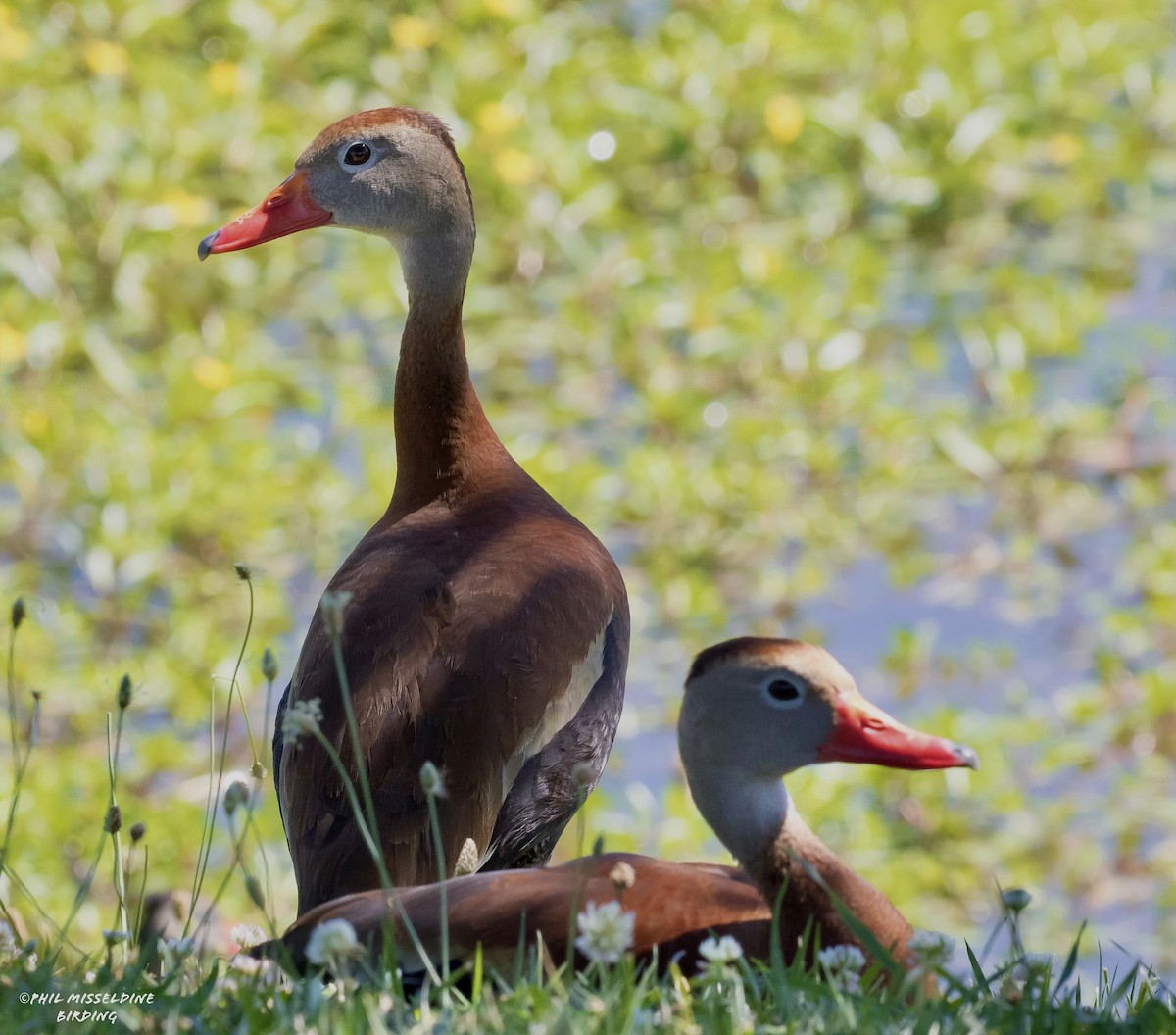 Black-bellied Whistling-Duck - ML621465997