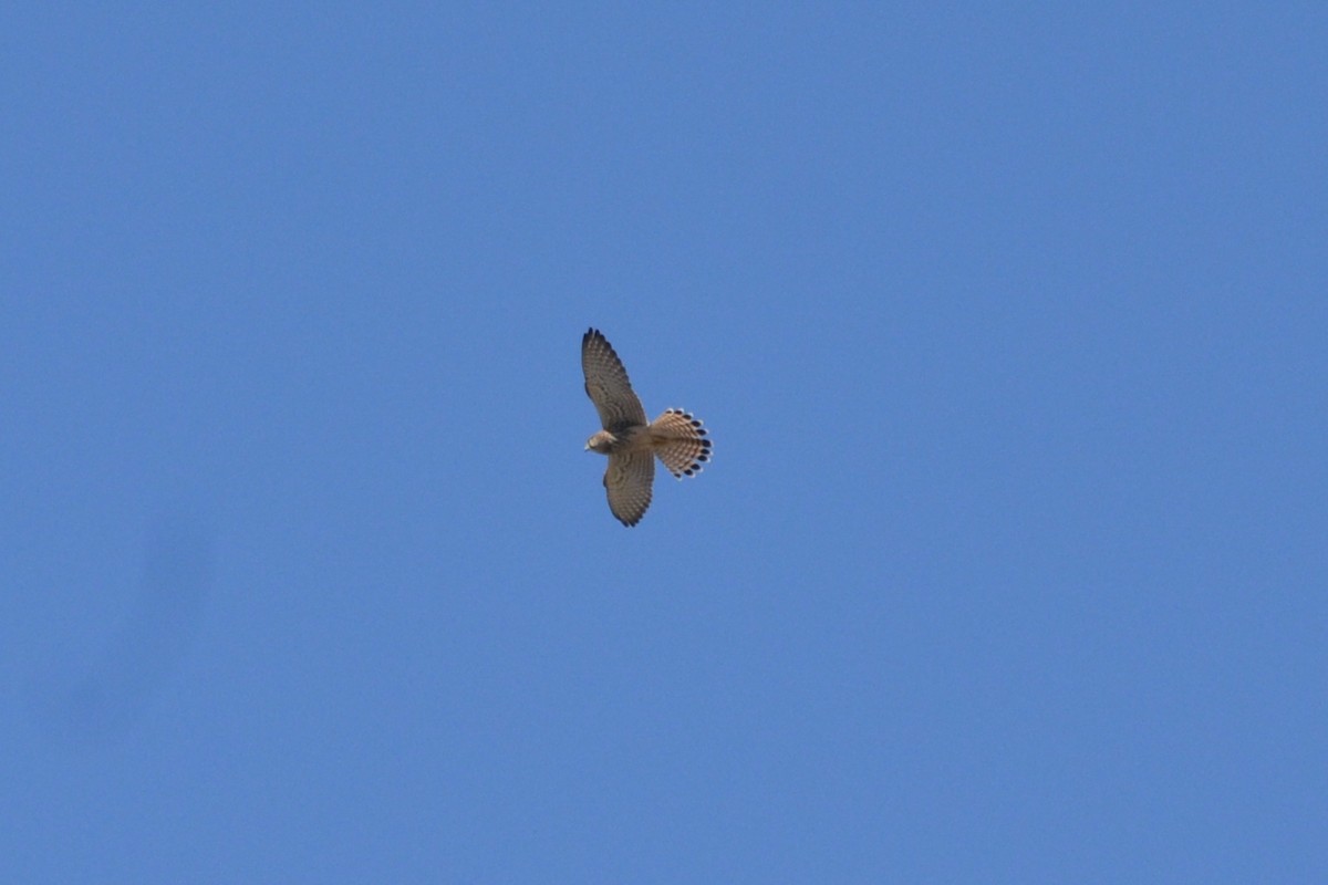 Eurasian Kestrel - ML621466009