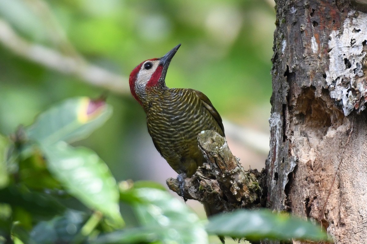 Golden-olive Woodpecker - Christian Engel