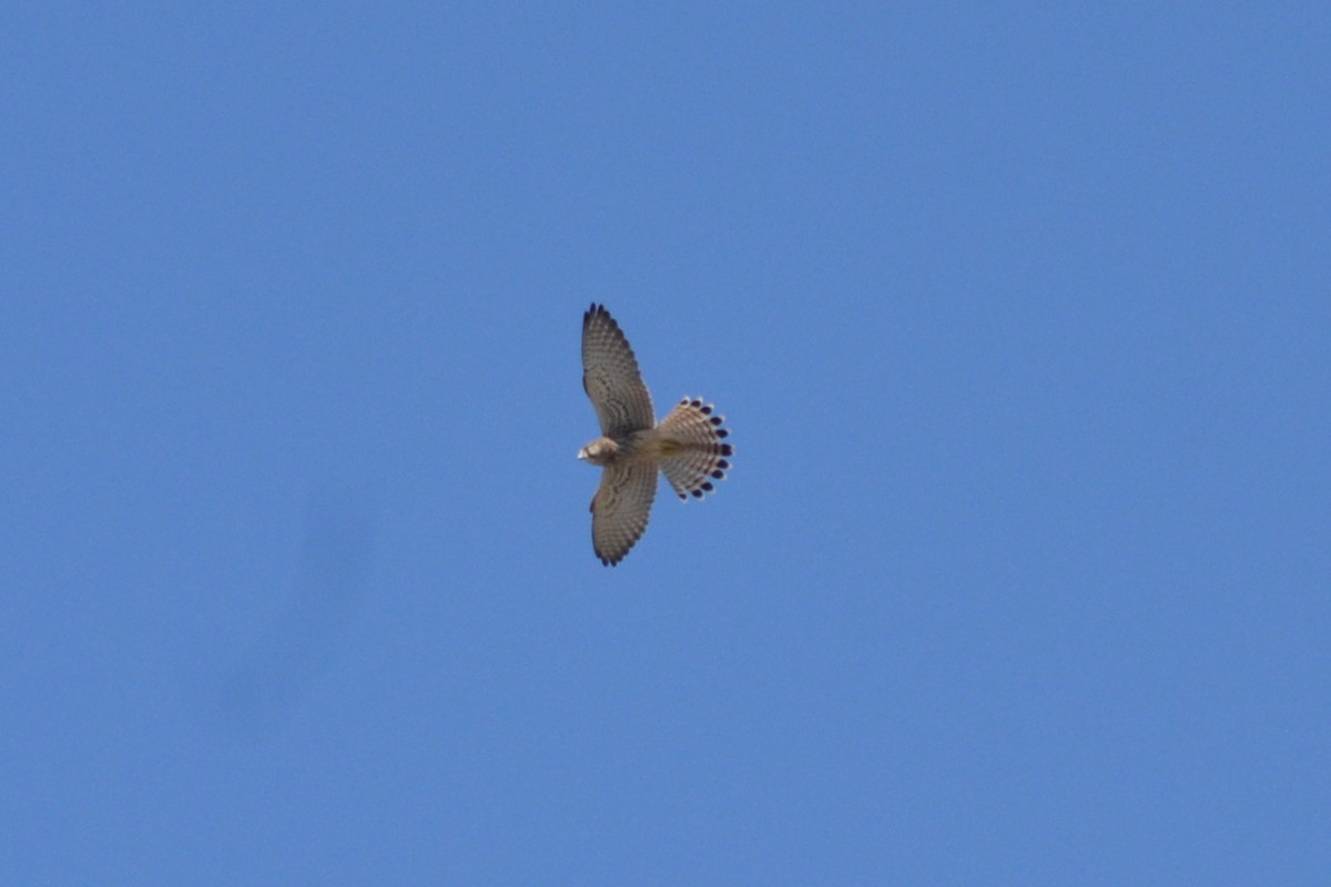 Eurasian Kestrel - ML621466015