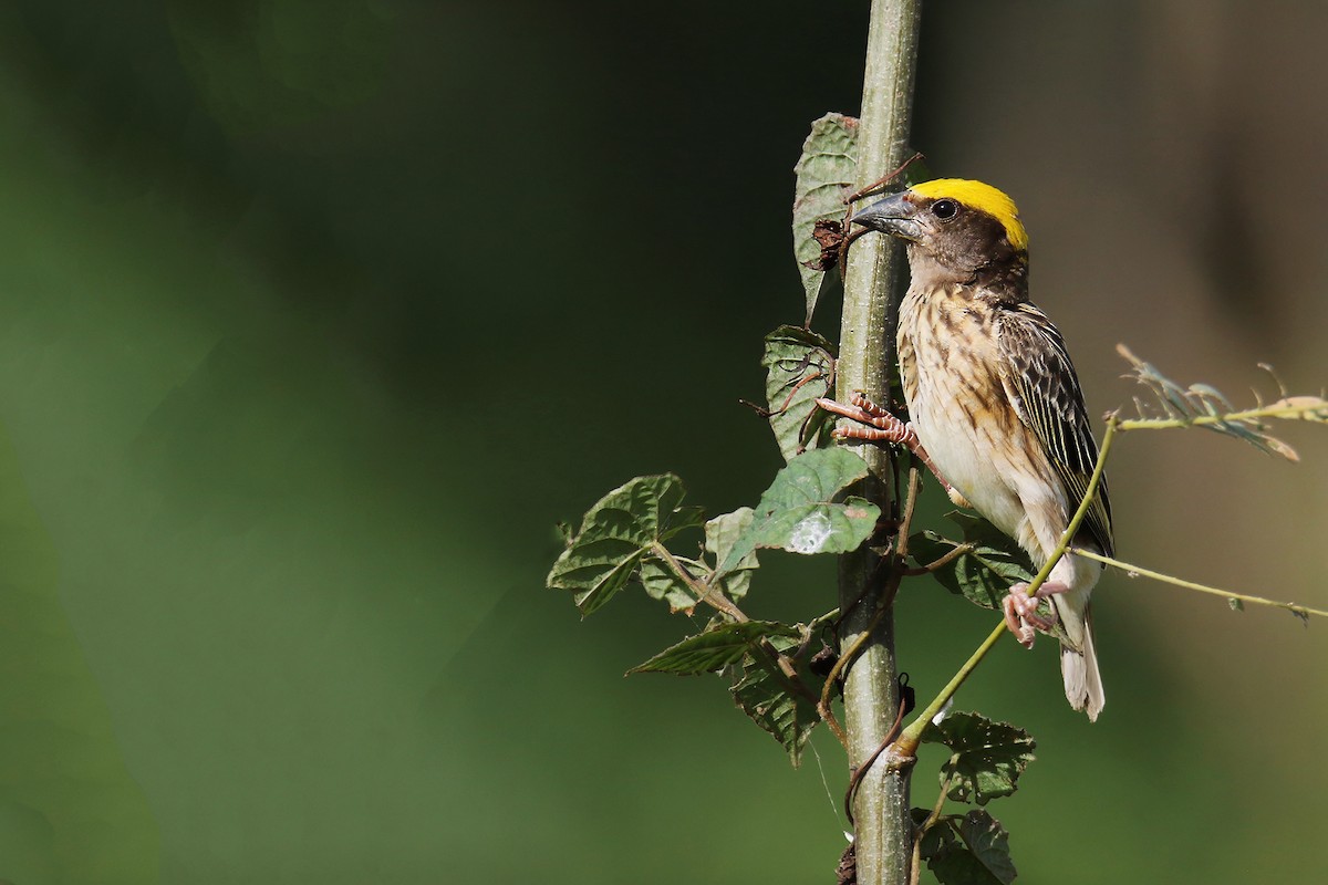 Streaked Weaver - ML621466016